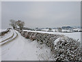 Hedge and road