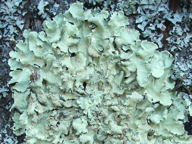 A lichen - Flavoparmelia caperata