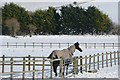 Paddock at Downside Farm