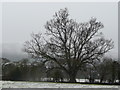 Oak tree near Upper Welland