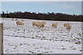 Sheep in a snow covered field just north of  East Bog