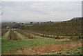 Orchards south of the Greensand Way, Chart Hill