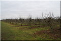TQ7849 : Apple orchards by the Greensand Way, Wierton by N Chadwick