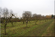TQ7650 : Orchards, Loddington Farm by N Chadwick