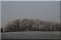 The South corner of Wombwell Wood - February  2008