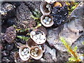 Birds Nest fungi (Crucibulum laeve)