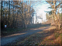 SO9244 : Forestry track through Tiddesley Wood by Trevor Rickard