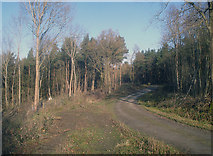 SO9244 : Track in Tiddesley Wood by Trevor Rickard
