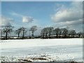 Tree Lined Common Lane