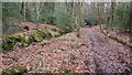 Bridleway near Grayshott