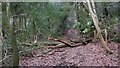 Blocked bridleway at Nutcombe