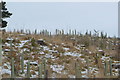 A Buzzard flies in a young Plantation near Islabank Farm