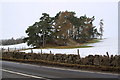 Small roundel of trees near Halfway House