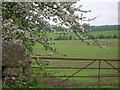 Crab apple blossom and field gate on Denovan Road