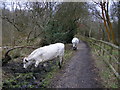 Cattle on Wildmoor Heath footpath