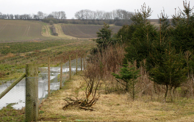 Christmas tree nursery © Kate Nicol cc-by-sa/2.0 :: Geograph Britain ...