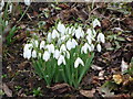 Galanthus nivalis