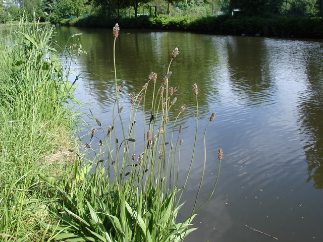 Ribwort Plantain - Plantago lanceolata - growing by the Bridgewater Canal