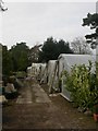 MacPennys Nursery, polytunnels