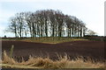 NO5143 : Small area of trees near Newton of Kirkbuddo by Alan Morrison