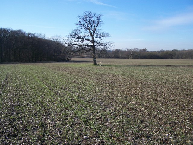 Tree in field near Snarkhurst Wood is junction of five paths