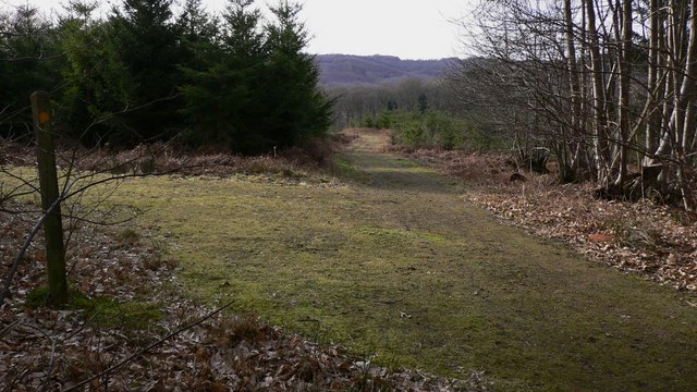 Junction of tracks in Greenhill Wood