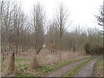 ST9611 : Long Crichel: lines of trees by Chris Downer