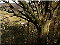 Beech above Lidwell Farm