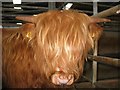 Highland Cattle