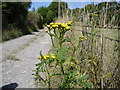 Tansy - Tanacetum vulgare