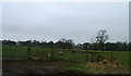 Fields near Castlesteads