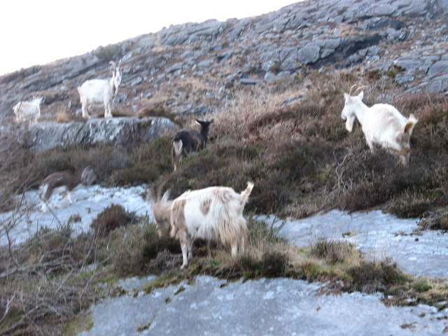 More "wild" goats at the slopes  of Seefin