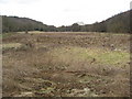 Marshland between New Piece Wood and Ladybank Wood