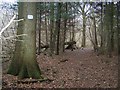 Path in Coombe Wood