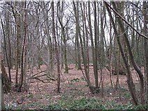 SO9974 : Woodland, Lickey Warren by Richard Webb