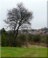 Woodland  by Gornal Wood Crematorium, Dudley