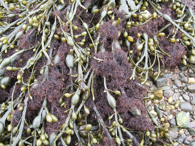 Seaweed - Ascophyllum nodosum, Vertebrata lanosa