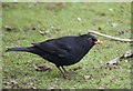 A Blackbird Looking For Worms At Lotherton Hall