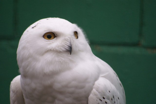 Snowy Owl At Lotherton Hall Bird Garden © Hall Family cc-by-sa/2.0 ...