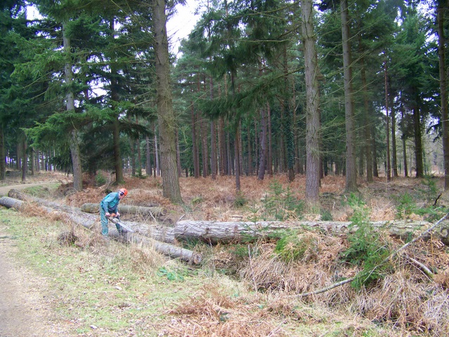 Timber clearance, Sloden Inclosure