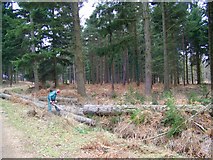 SU2112 : Timber clearance, Sloden Inclosure by Maigheach-gheal