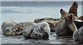 NO5026 : Grey seals hauled-out near Tentsmuir Point by Claire Pegrum