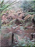 SW4429 : Tree Ferns (Dicksonia antarctica) in the Tree Fern Pit at Trewidden Garden by Rod Allday