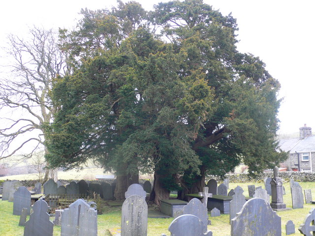 Three yews at St John's Church, Ysbyty Ifan