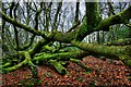 NR7655 : Fallen Tree Above Allt Mor by Steve Partridge