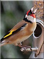 Goldfinch