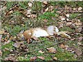 Dead hare, Studhampton Bottom