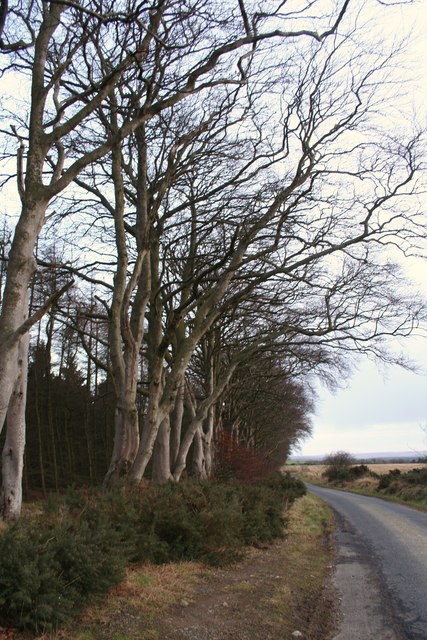 Edge of Kinghorn Wood