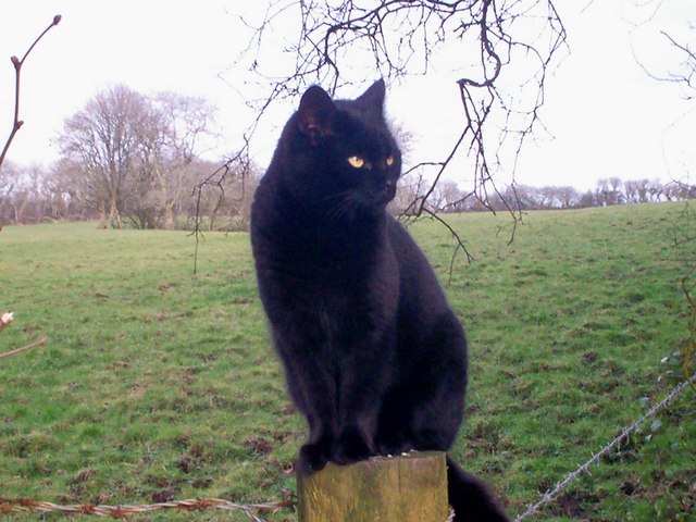 Black Cat for Luck - Mountain Park,... © welshbabe :: Geograph Britain ...