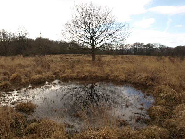 Pond on Chudleigh Knighton Heath